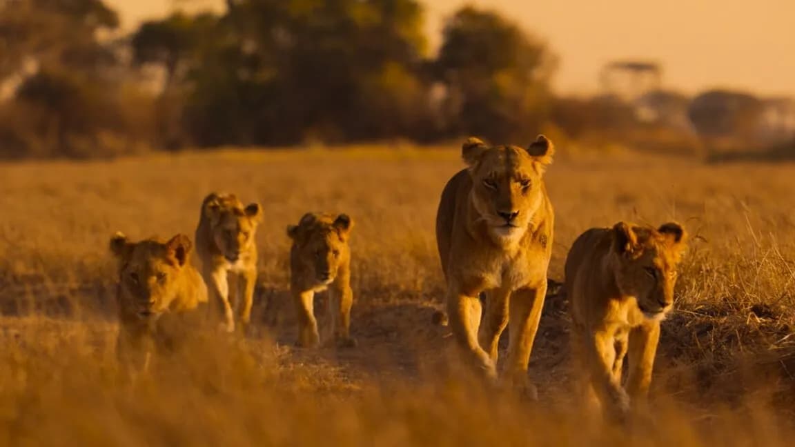 Africa: Earth's Wild Home — NatGeo Series Review