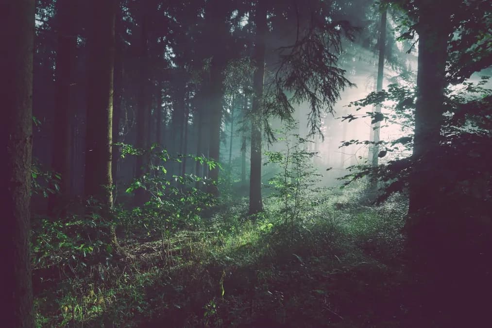 Forests and Climate Change: Why They Matter in 2026