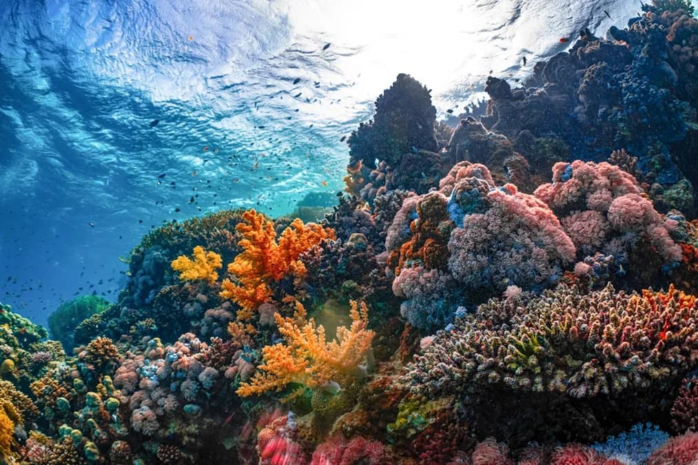Coral Reefs and Climate Change: Crisis & Solutions