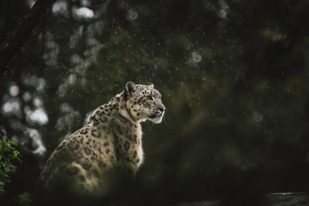 How Climate Change Threatens Leopards: Habitat & Survival