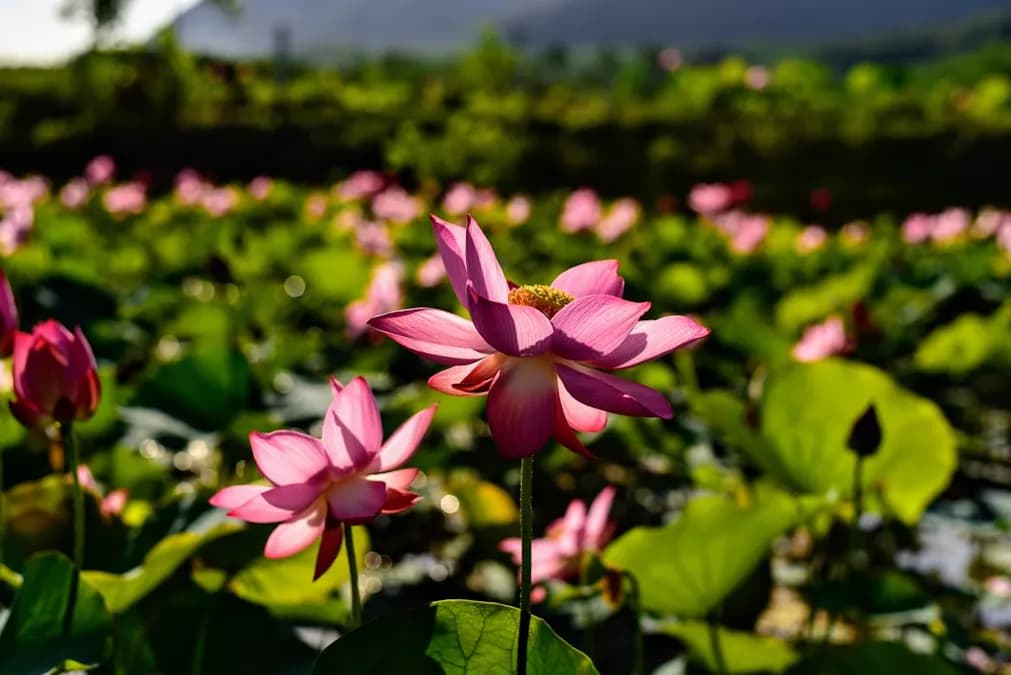 Dong Nai Climate Guide: Weather, Seasons & Data